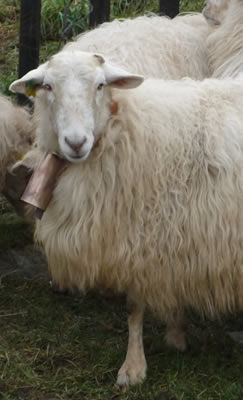 Oveja